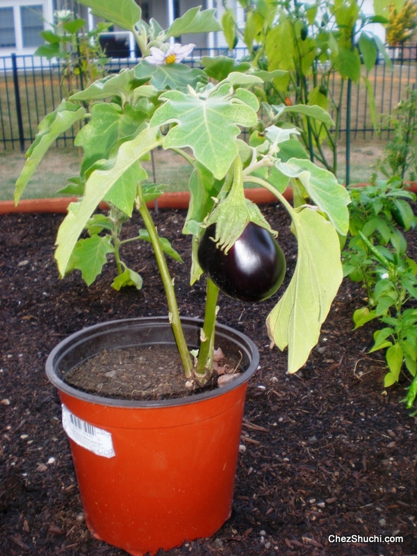 eggplant baigan
